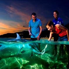 Dolphin Feeding, Tangalooma