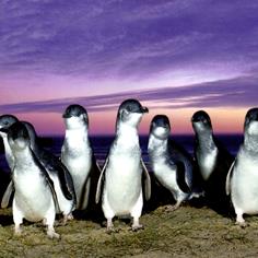 Penguin Parade, Philip Island