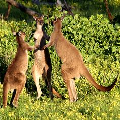 Kangaroo Island