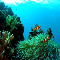 Tioman Island, Pahang