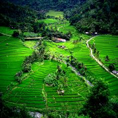 Paddy Terrace, Bali